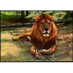 Vejle - Zoo - L�veparken   - Vejle Papir 2 - Ubrugt