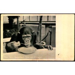 Zoologisk Have i Kbenhavn - Trine ved Middagen - Zoo 66486 - Ubrugt