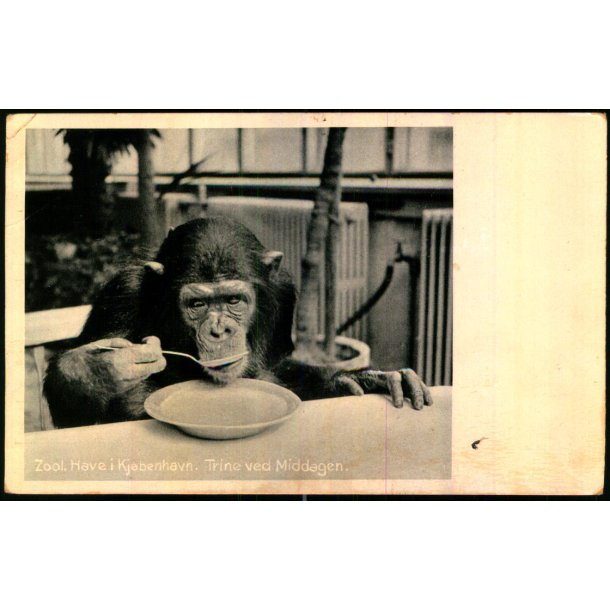 Zoologisk Have i Kbenhavn - Trine ved Middagen - Zoo 66486 - Ubrugt