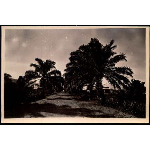 Congo Belge - Uvira - Une Avenue - Fotokort 1 - 3 - Ubrugt