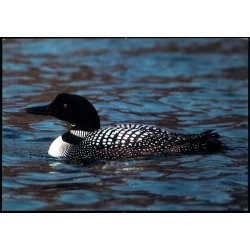 Islom - Grnlands Post 14/ 88 - Ubrugt