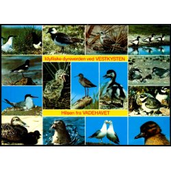 Vadehavets dyreliv - Brorsb�l Foto 769/90 - Ubrugt