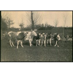 Kvg af gammel Bornholms Landrace - Bornholms Museum u/n - Ubrugt
