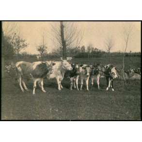 Kvg af gammel Bornholms Landrace - Bornholms Museum u/n - Ubrugt