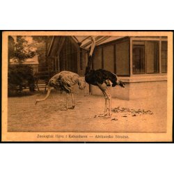 Zoologisk Have i Kbenhavn - Afrikanske Strudse - Zoo u/n - Ubrugt