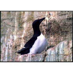 Lomvie - Grnlands Post 19/ 89 - Ubrugt