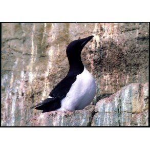 Lomvie - Grnlands Post 19/ 89 - Ubrugt