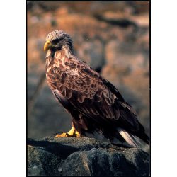 Havrn - Grnlands Post 13/ 88 - Ubrugt