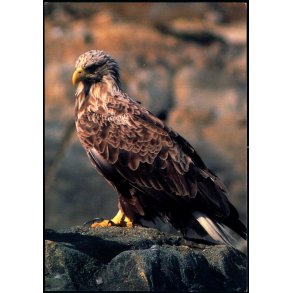 Havrn - Grnlands Post 13/ 88 - Ubrugt