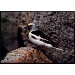 Snespurv - Grnlands Post 17/ 89 - Ubrugt