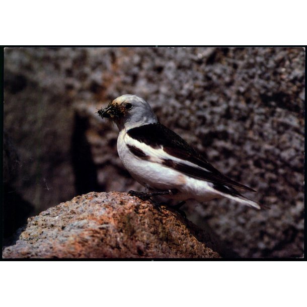 Snespurv - Grnlands Post 17/ 89 - Ubrugt