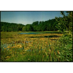 Bornholm - Aaremyre i Almindingen - W. Dams Bogh. 6070- Brugt