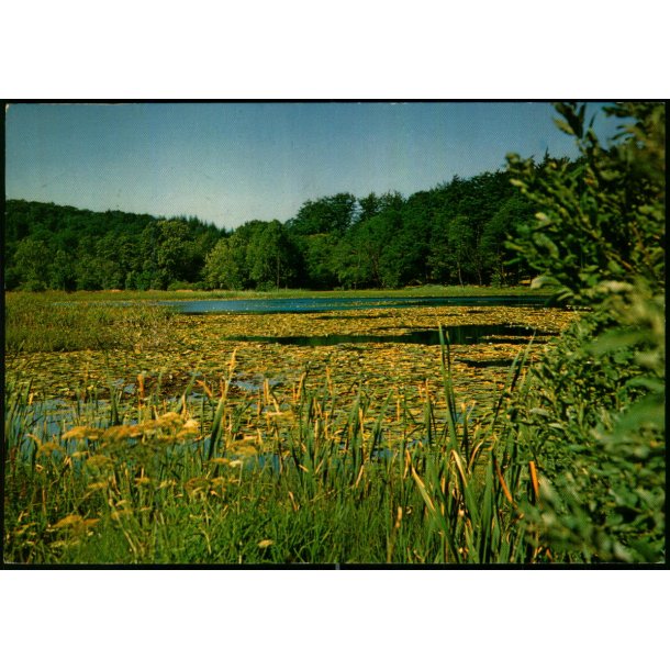 Bornholm - Aaremyre i Almindingen - W. Dams Bogh. 6070- Brugt