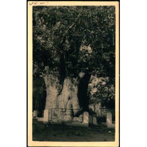 Boma  7 - 6 - 55 - Fotokort u/n - Brugt