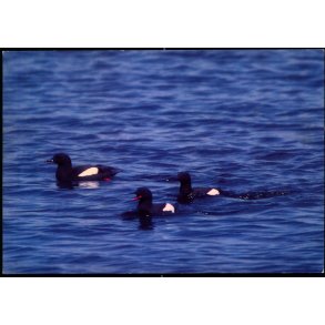 Tejst - Grnlands Post 18/ 89 - Ubrugt