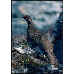 Fjeldrype - Grnlands Post 8/89 - Brugt