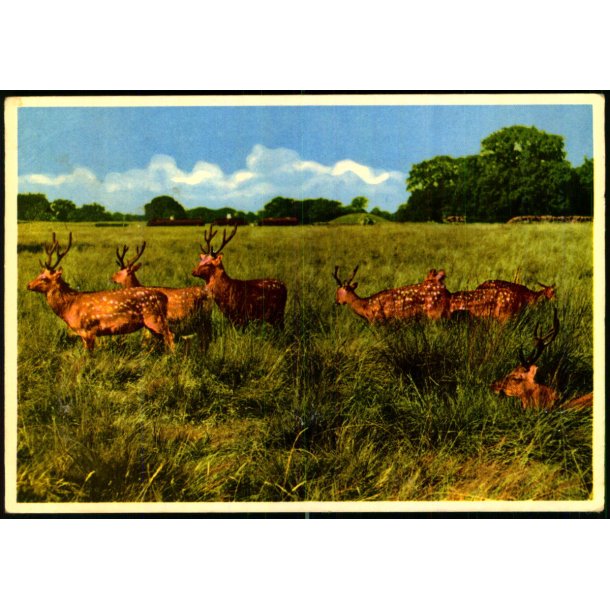 Dyrehaven - Rudolf Olsen 222 - Brugt