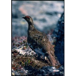 Fjeldrype - Grnlands Post 8/89 - Ubrugt