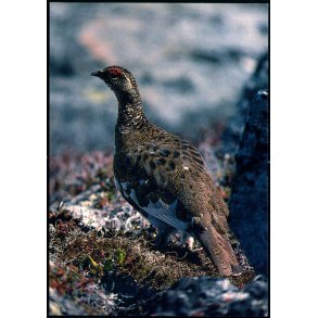 Fjeldrype - Grnlands Post 8/89 - Ubrugt