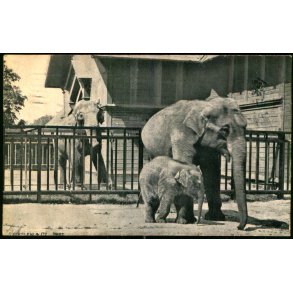 Kbenhavn - Elefantfamilien i Zoologisk Have - Levison u/n - Brugt