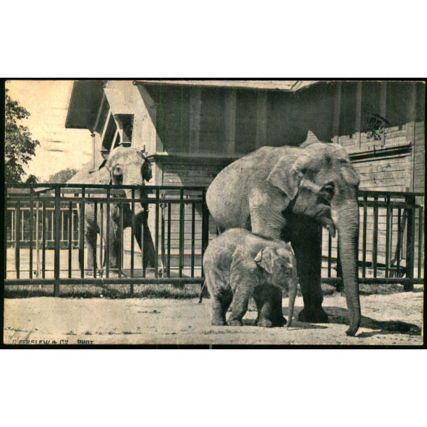 Kbenhavn - Elefantfamilien i Zoologisk Have - Levison u/n - Brugt