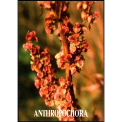 Anthropochora - Postverk Froya u/n - Ubrugt