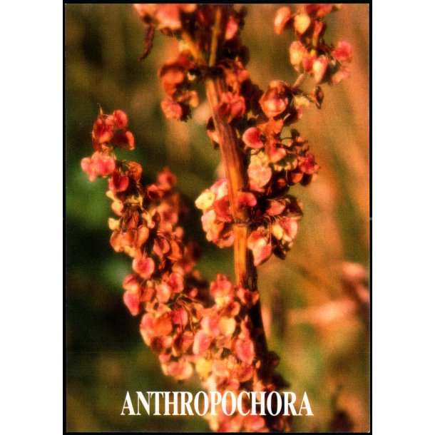 Anthropochora - Postverk Froya u/n - Ubrugt