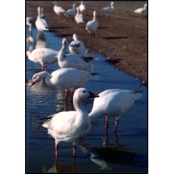 Snegs - Grnlands Post 24/90 - Ubrugt