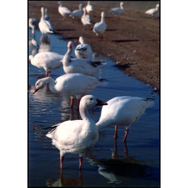 Snegs - Grnlands Post 24/90 - Ubrugt