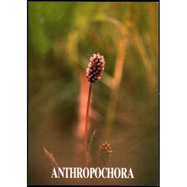 Anthropochora - Postverk Froya u/n - Ubrugt