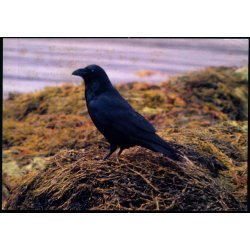 Ravn - Grnlands Post 12/88 - Ubrugt