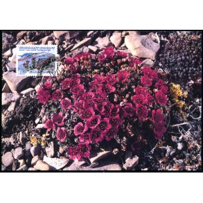 Purpur-Stenbrk - Grnlands Post 34/92 - Brugt