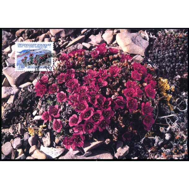 Purpur-Stenbrk - Grnlands Post 34/92 - Brugt