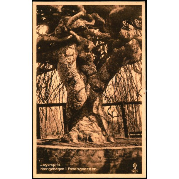 Jgerspris - Hngebgen i Fasangaarden - Chr. Olesen 1297 - Ubrugt