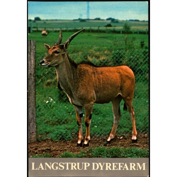 Langstrup Dyrefarm - Top Card 958