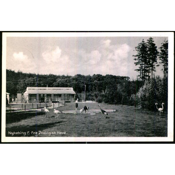 Nykbing F. - Fra Zoologisk Have - Mackeprangs Bogh. 77523 - Ubrugt