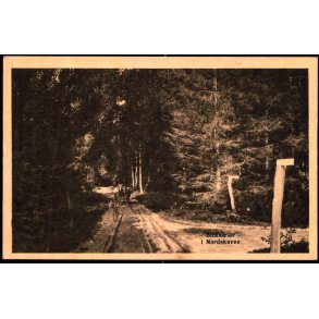 Birketrer i Nordskoven - K.V. Nielsens Bogh. 22707 - Ubrugt