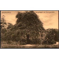 Jgerspris - Hngebgen ved Fasangaarden - Ebbesen/Nielsen 6379 - Ubrugt