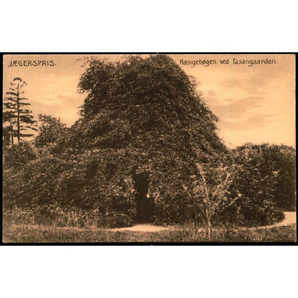 Jgerspris - Hngebgen ved Fasangaarden - Ebbesen/Nielsen 6379 - Ubrugt