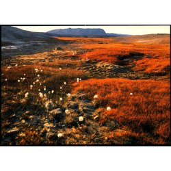 Sensommer - stgrnland - Scanlith u/n - Brugt