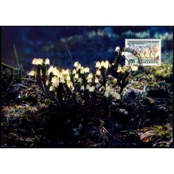 Kantlyng - Grnlands Post 28/90 - Brugt