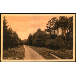 Fra Tisvilde Hegn - A. Jensens Bogh. 43409 - Ubrugt