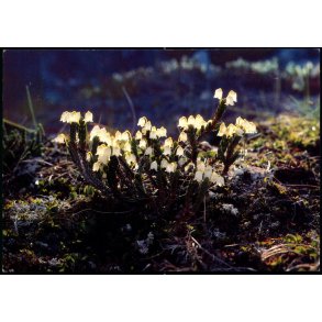 Kantlyng - Grnlands Post 28/90 - Ubrugt