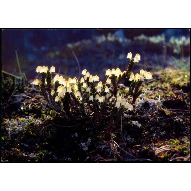 Kantlyng - Grnlands Post 28/90 - Ubrugt