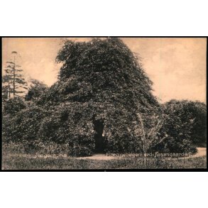 Jgerspris - Hngebgen ved Fasangaarden - J.J. Ebbesen 6379 - Ubrugt