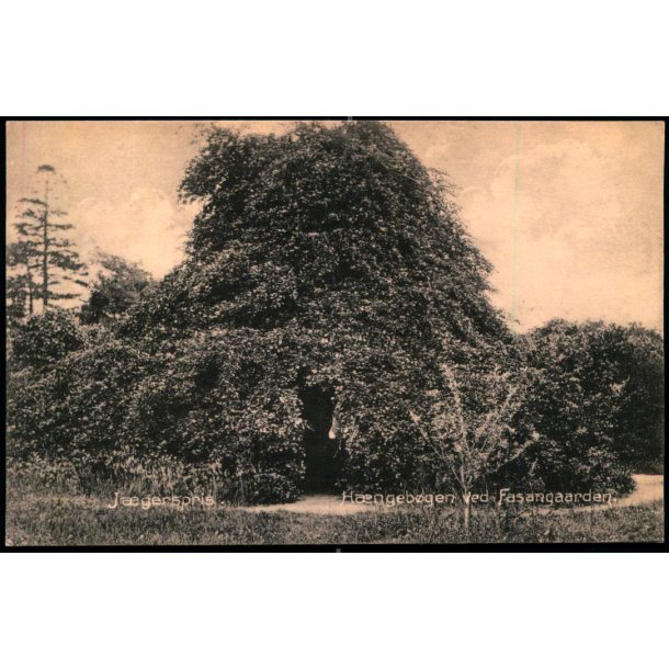 Jgerspris - Hngebgen ved Fasangaarden - J.J. Ebbesen 6379 - Ubrugt