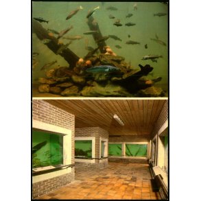 Nords� Akvariet - Nr. Vorup�r - Wadmanns 82182 - Ubrugt