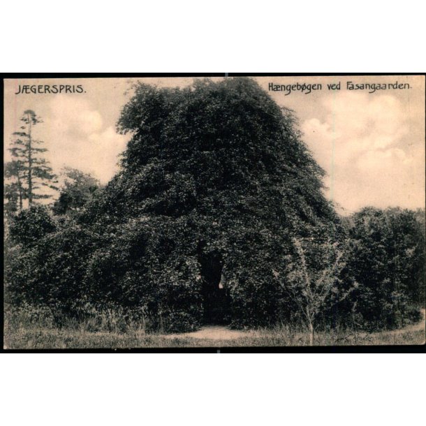 Jgerspris - Hngebgen ved Fasangaarden - J.J. Ebbesen 6379 - Ubrugt