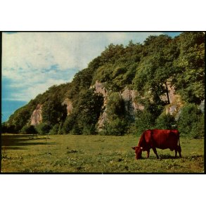 Bornholm - Ekkodalen i Almindingen - Colbergs Bogh. 8960 - Ubrugt