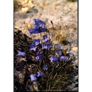 Grnlandsk Blklokke - Grnlands Post 26/90 - Ubrugt